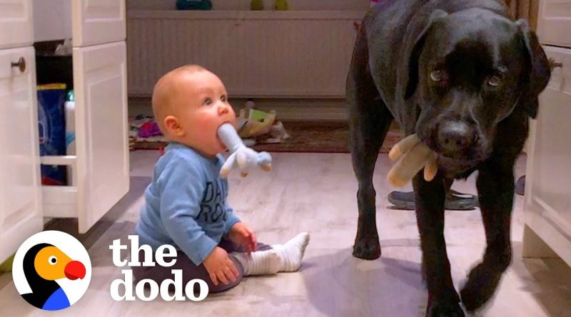 Little Human And Dog Are Brothers