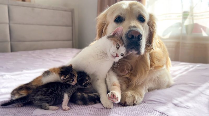 Mother Cat Shows Her Kittens Her Dog Friend Is Safe 🐱 🐶