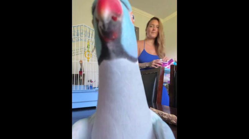 Talkative Parrot Talks For The Camera