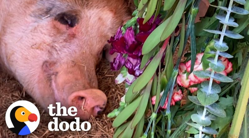 Rescue Pig Picks Flowers To Decorate Her House