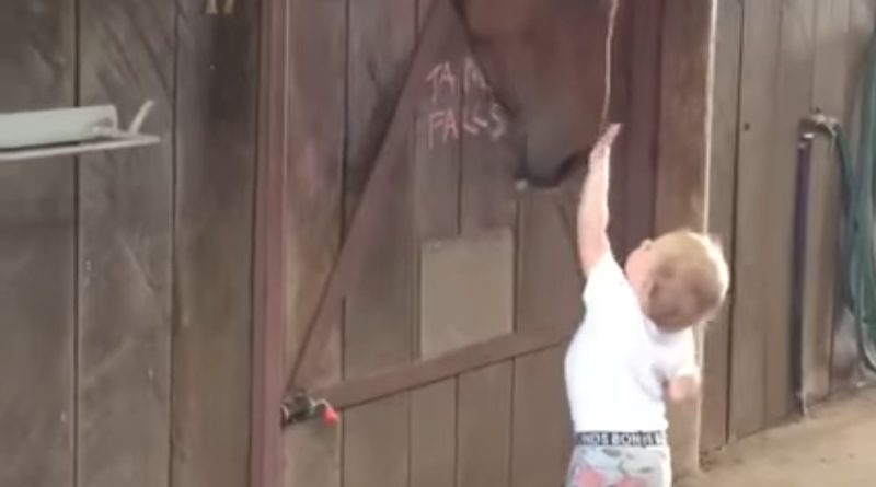 Little Girl Greets Her Horse Friends Every Morning With Kisses And Pats