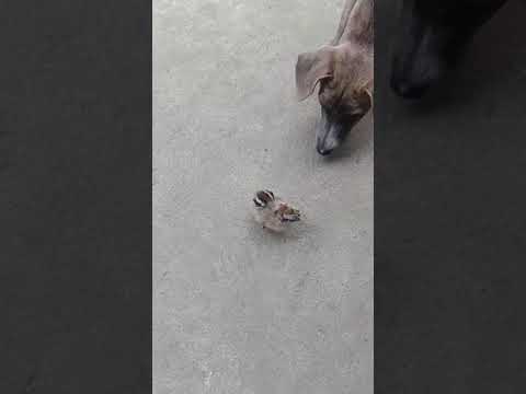 Baby Bird May Think Puppy Is Her Mommy