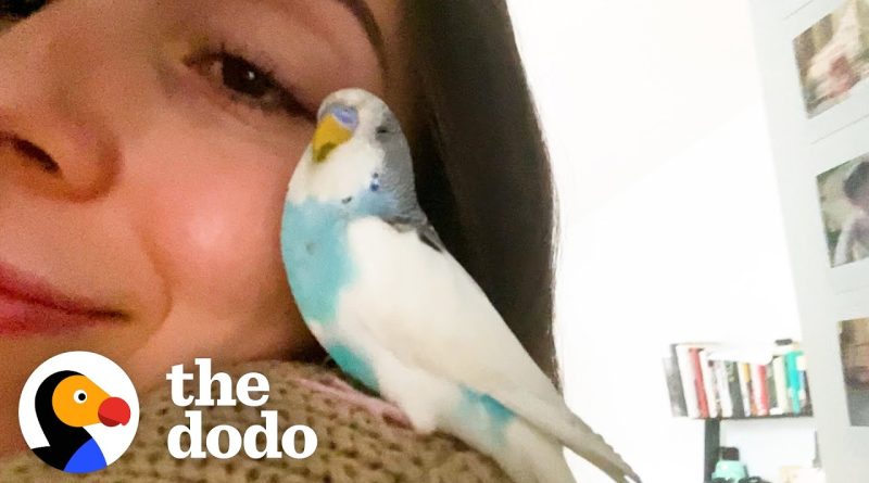 Woman Find Parakeet And Gains A New Best Friend!