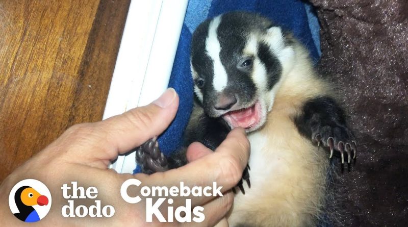 Billie The Badger Is The World's Most Adorable Badger