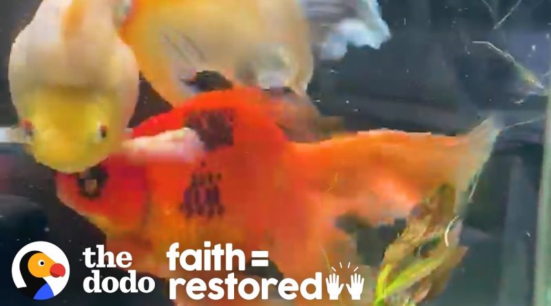 Rescued Black Goldfish Becomes Beautiful Orange With Love ❤️ 🐠