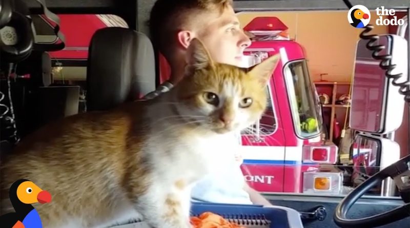 Flame The Cat Becomes Boss Of The Fire Department 🔥 🚒 🐈