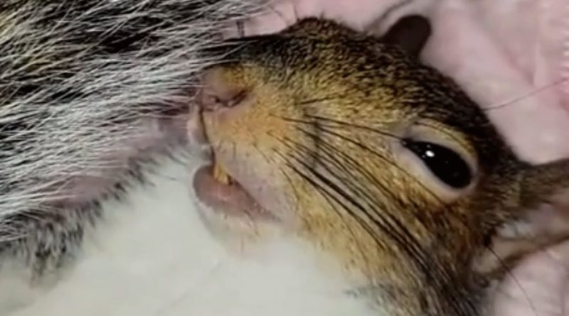 Rescued Squirrel Is Living Her Best Life