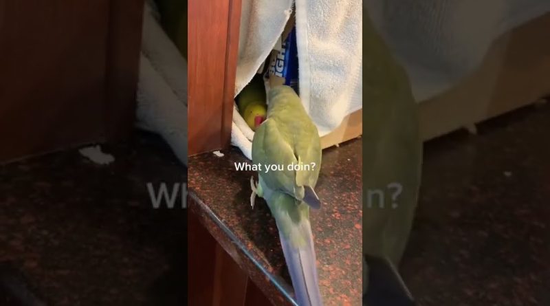 Beaker The Parrot Woos His Girl