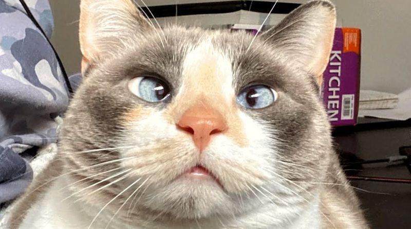 Adorable Cross Eyed Cat Delivers On Purrs!