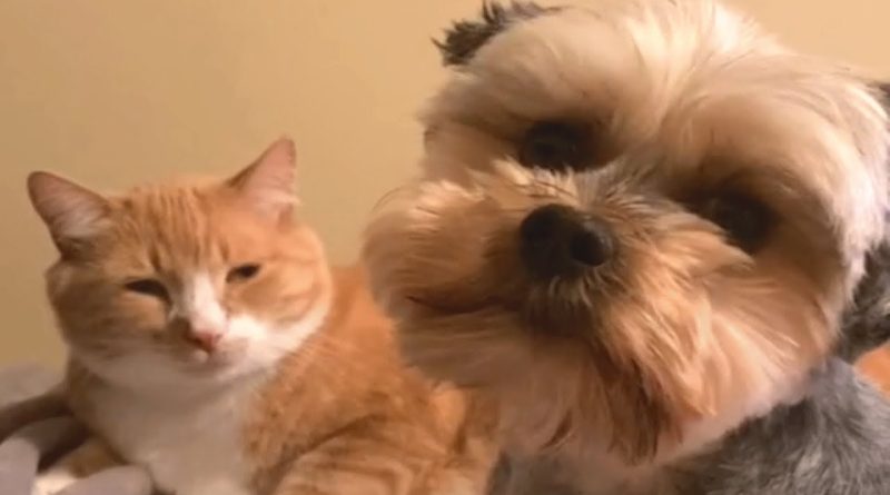 Sarge The Dog Loves Cuddling Conan The Cat