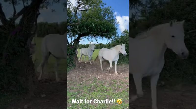 Charlie The Donkey Goes At His Own Pace