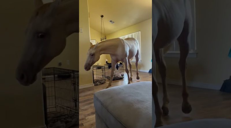 Peppy The Horse Comes Inside The House For A Visit 🐎 🏠