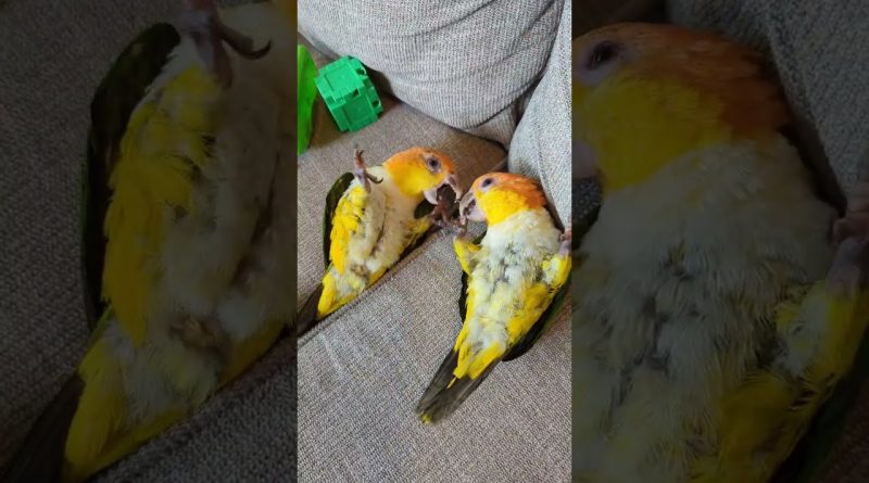 Parrot Playtime Is Adorable 🦜 🐦