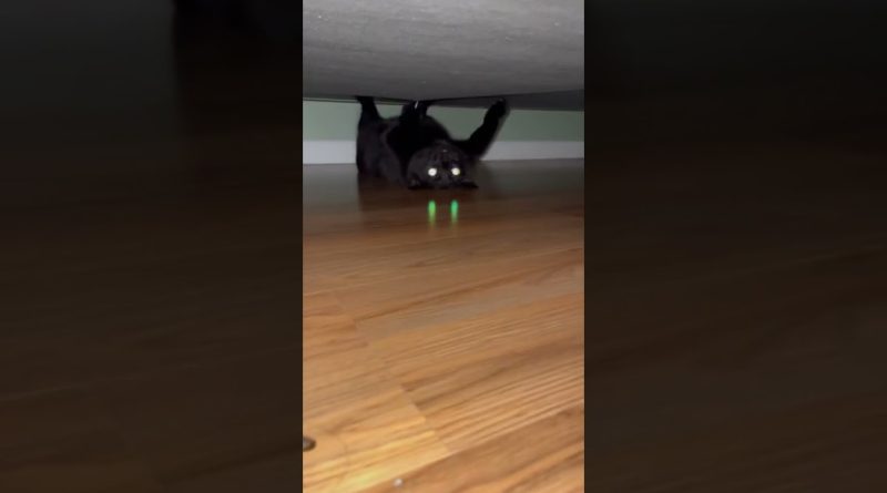 This Kitty Is Having Fun Playing Under The Bed At 3 AM