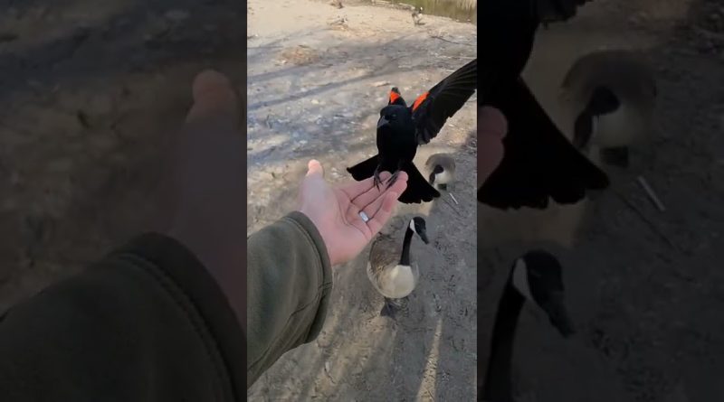 How A Man Became Friends With A Blackbird