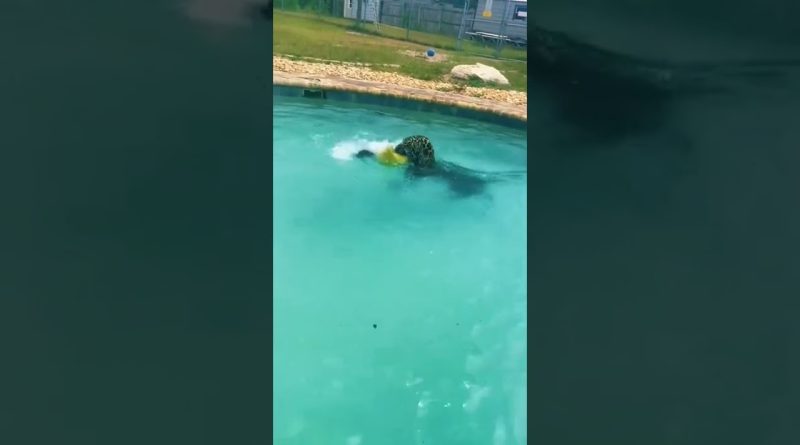 Jaguar Playing Fetch And Belly Flopping Into A Pool