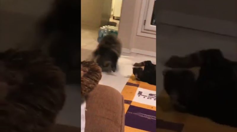 Is This The Greatest Cat Video Ever?