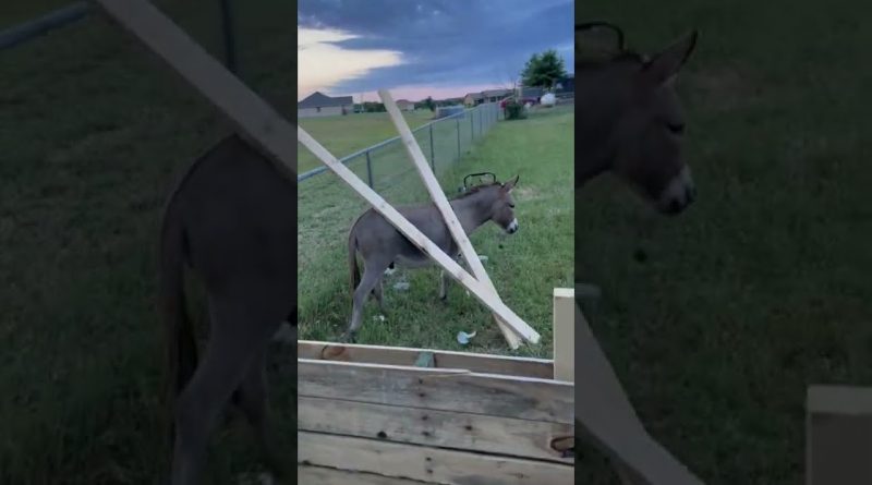 Waffles The Donkey Has A Special Lumber Delivery