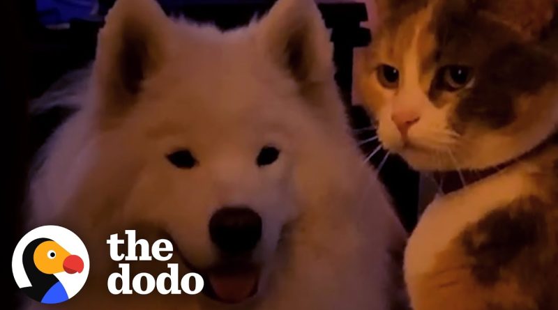 Archie The Dog Finally Gets The Cat Friend He Always Wanted