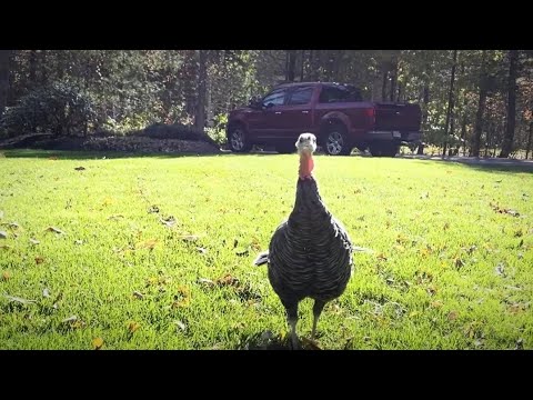 Pepper The Wild Turkey Adopts A Human Family ❤️ 👪