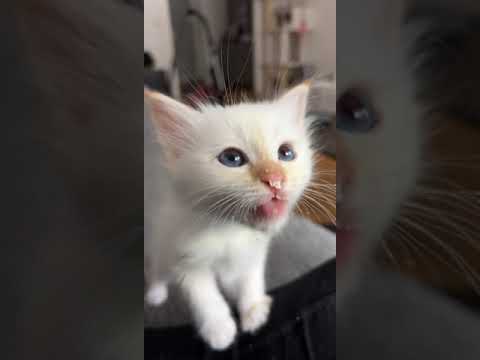 Precious Kitten Begs For Whipped Cream