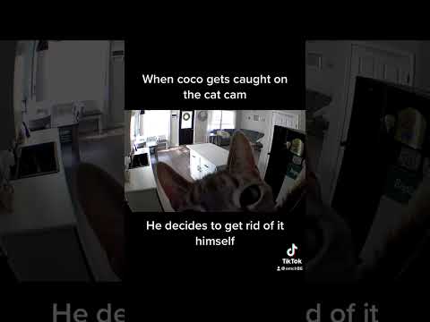 Coco The Cat Gets Caught Being Mischievous And Knocks Down Cat Camera That Caught Him