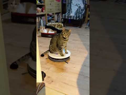 This Cat Loves Riding The Robot Vacuum 🤖 🐈