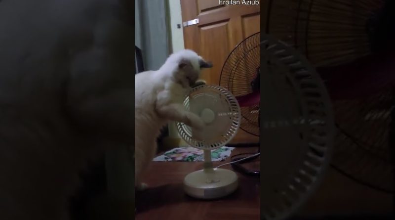 Kitten Likes To Stop Plastic Fan With Her Paws 🐾