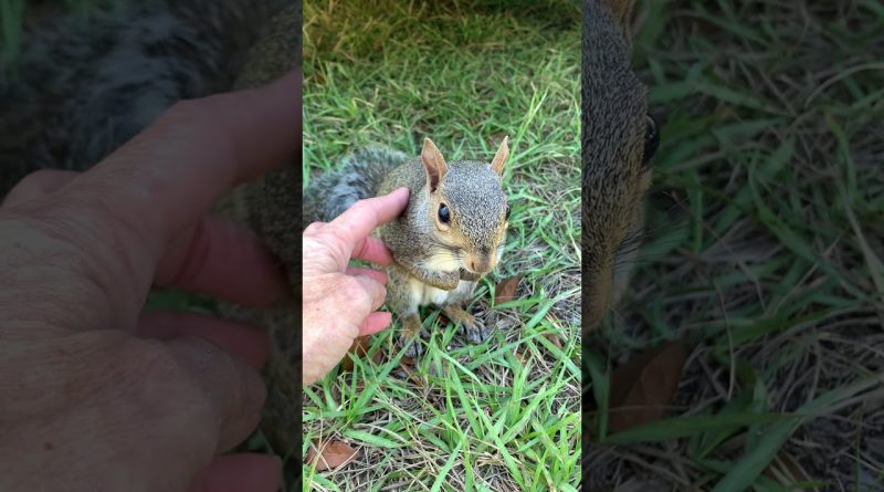 Adorable Squirrel Holds Human's Hand