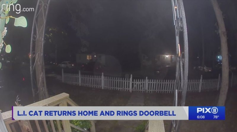 Lily The Cat Was Lost But Rings Her Home's Doorbell!