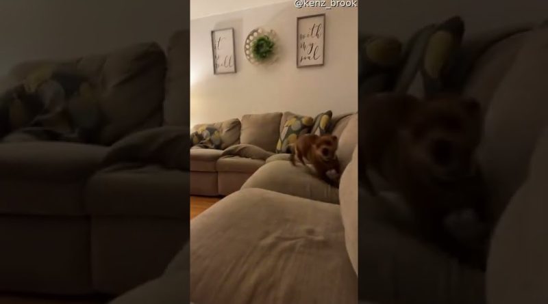 Dog Has The Zoomies And Kitty Cat Joins In