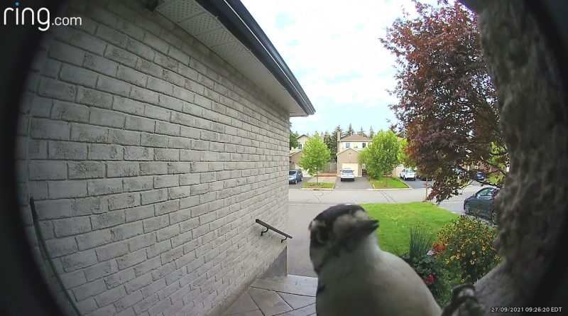 Woodpecker Rings The Doorbell 😆