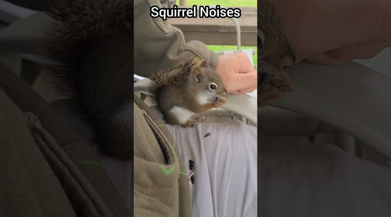 The Adorable Sounds Of A Squirrel