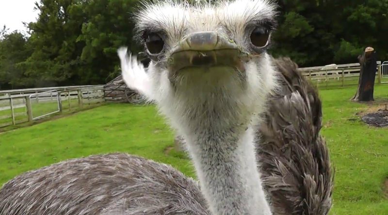 Cute Ostrich Tries To Eat Camera
