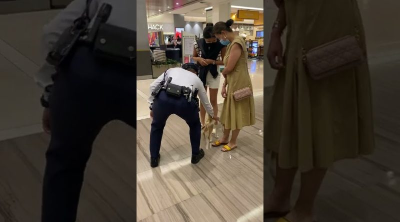 Cat Breaks Into Mall To Get Belly Rubs 🐈