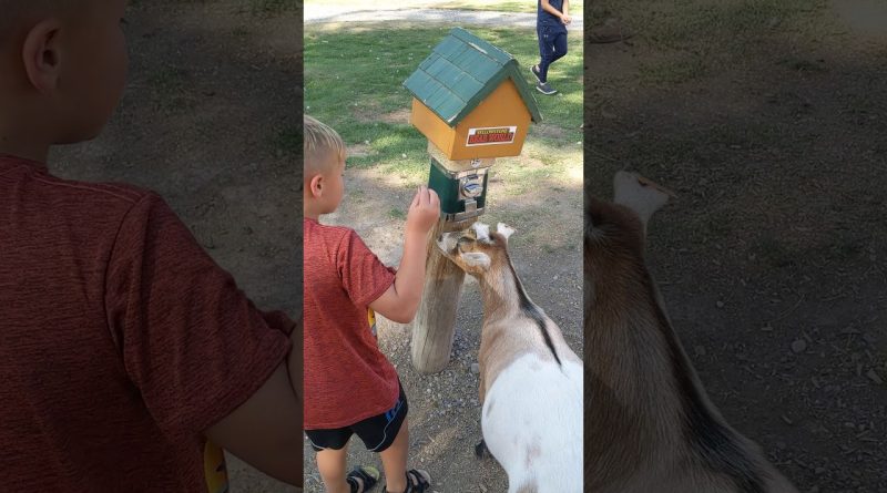 Goat Operates A Vending Machine For Food