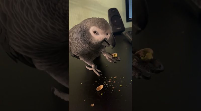 Smart Bird Knows How To Get What He Wants