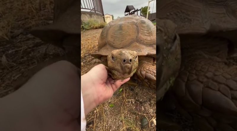 Ike The Tortoise Enjoying The Rain And A Snack 🐢