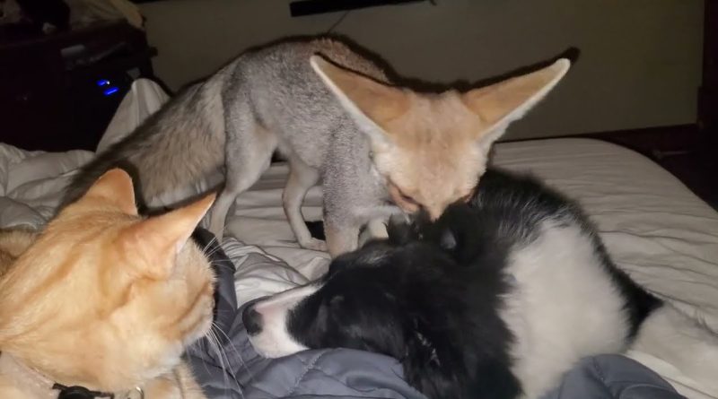 Fox, Cat, And Border Collie Have An Adorable Sleepover!