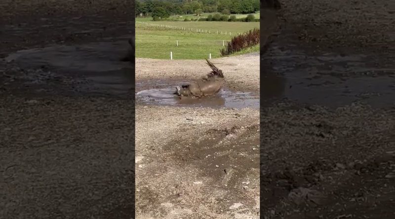 Dog Takes An Adorable Mud Bath