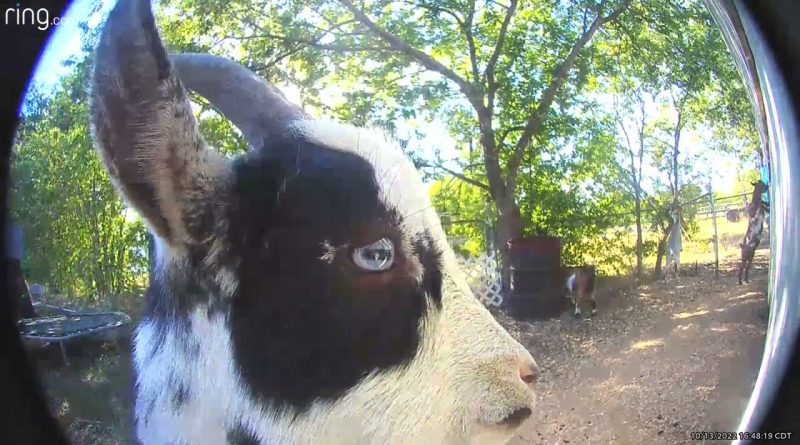 Cute Goat Rings Doorbell Camera 🐐