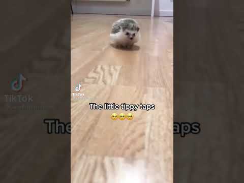 The Little Tippy Taps Of A Hedgehog Running Across The Floor