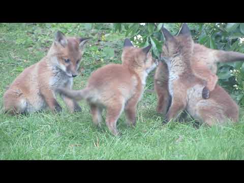 Adorable Baby Foxes Playing