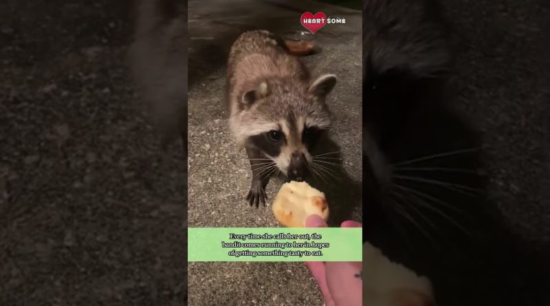 Woman Becomes Best Friends With A Wild Raccoon