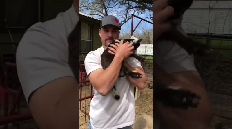 Adorable Baby Goats Demand Cuddles 🐐