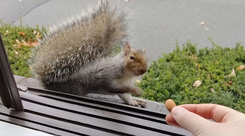 Cutie The Squirrel Hits Herself In The Face With Her Own Tail