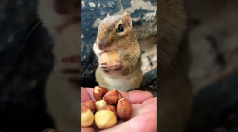Squishy The Chipmunk Is Back To Load Up Cheeks With Food 🐿