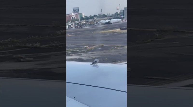 This Pigeon Took A Short Ride On An Airplane Wing