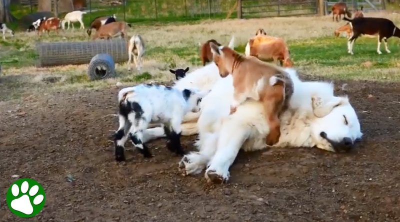 Great Pyrenees Resting While His Baby Goat Friends Jump On Him