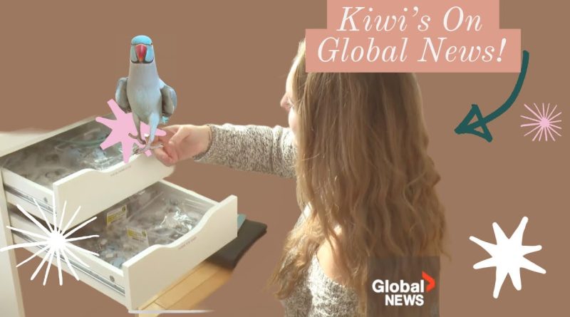 Kiwi The Bird Has Become A Global Sensation Of Positivity